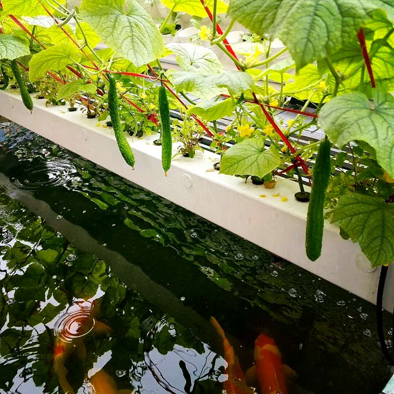 杭州市大田灌溉鱼菜共生 - 价格