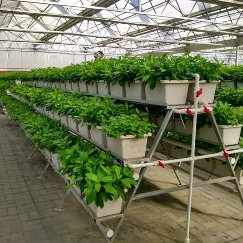杭州市植物工厂玻璃大棚 - 哪里好
